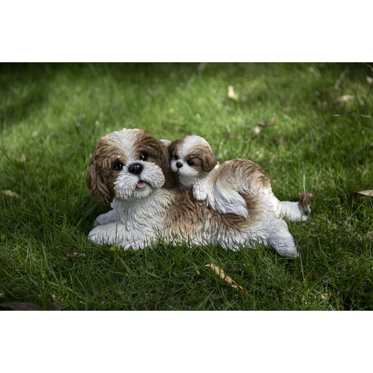 Baby sales shih tzus